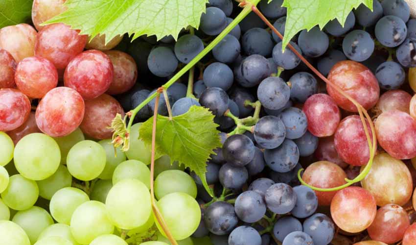 The benefits you have from grapes