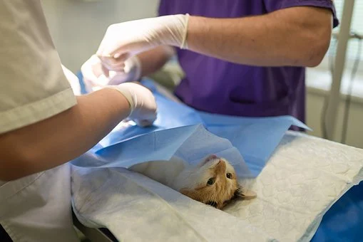 Need to Finance Your Pet's Medical Care? Here are Your Options,