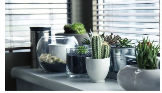 A Useful Guide On How To Keep Your Indoor Plants Healthy,